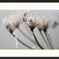 Ingelijste foto Natures Mist 60 x 40 cm