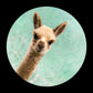 Muurcirkel / Wandcirkel Alpaca Ø 100 cm (5mm)
